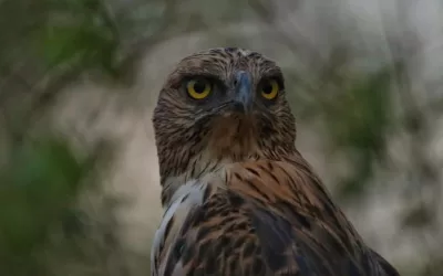 Birds of Tadoba