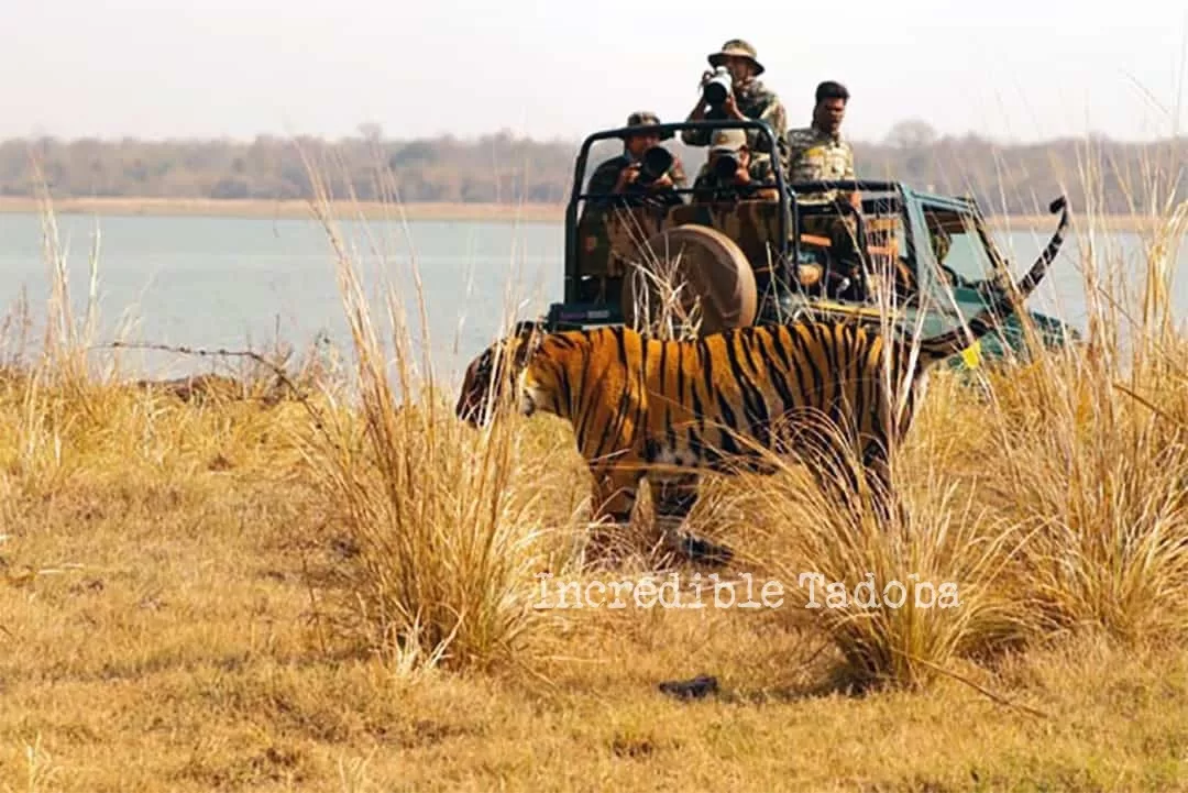 tadoba wildlife safari