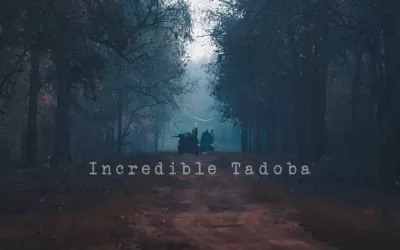 Tadoba Safari Timings