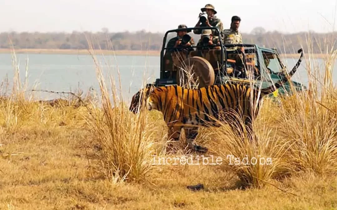 Amazing Tadoba Tours