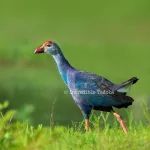 Swamphen