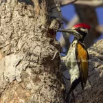 White-naped Woodpecker