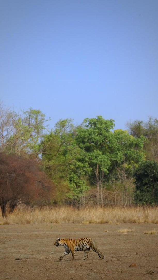 jungle safari in maharashtra