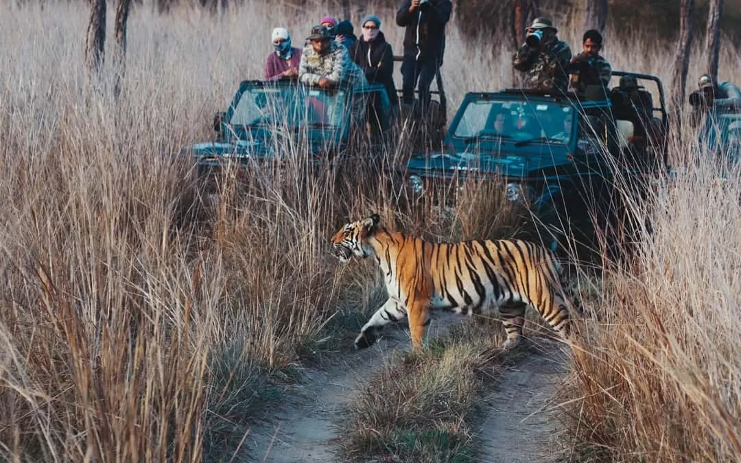 Tadoba Tour From Pune