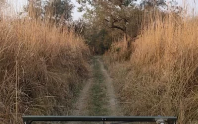 A Comprehensive Guide to Tadoba Safari Timings