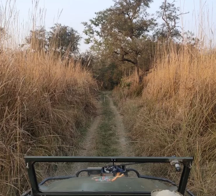 A Comprehensive Guide to Tadoba Safari Timings