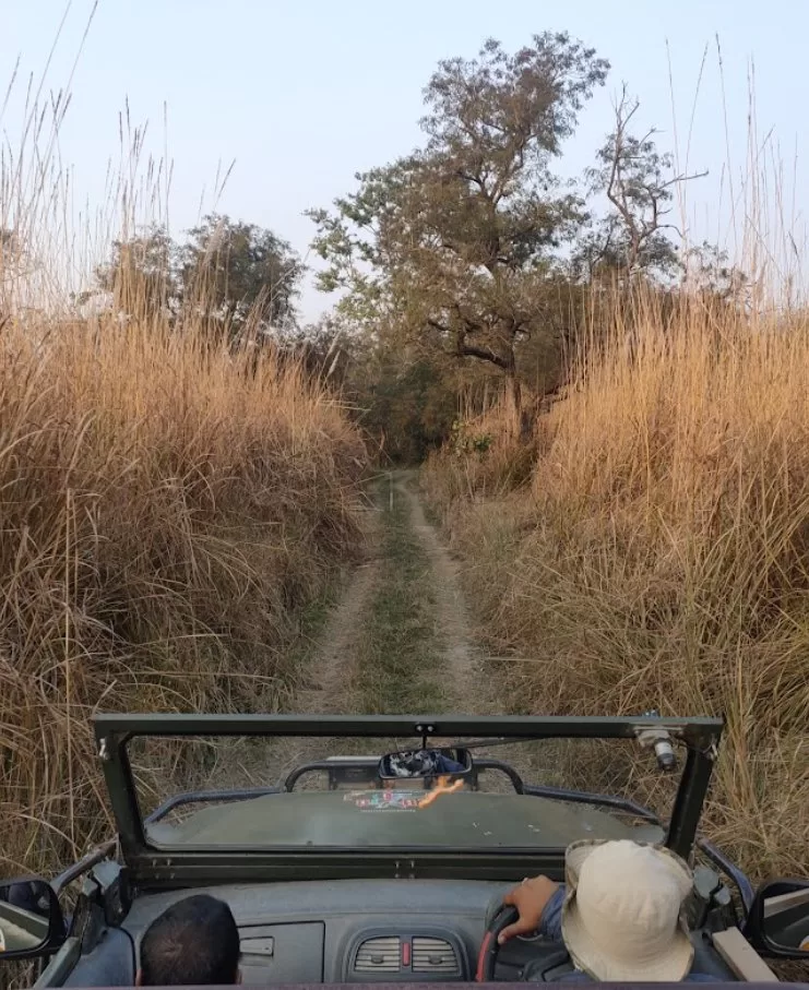 A Comprehensive Guide To Tadoba Safari Timings - Tadoba